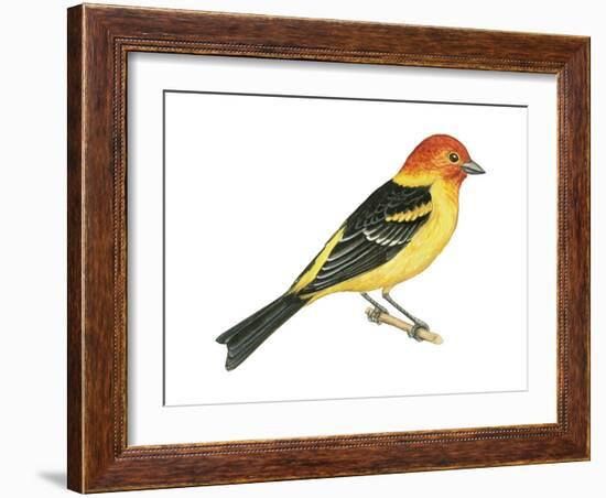 Western Tanager (Piranga Ludoviciana), Birds-Encyclopaedia Britannica-Framed Art Print