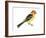 Western Tanager (Piranga Ludoviciana), Birds-Encyclopaedia Britannica-Framed Art Print