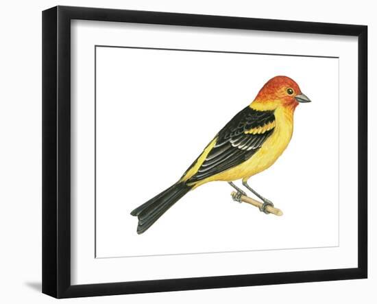 Western Tanager (Piranga Ludoviciana), Birds-Encyclopaedia Britannica-Framed Art Print