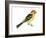 Western Tanager (Piranga Ludoviciana), Birds-Encyclopaedia Britannica-Framed Art Print