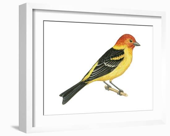 Western Tanager (Piranga Ludoviciana), Birds-Encyclopaedia Britannica-Framed Art Print