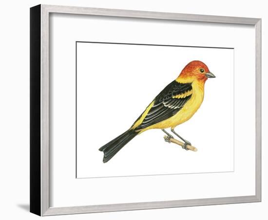 Western Tanager (Piranga Ludoviciana), Birds-Encyclopaedia Britannica-Framed Art Print