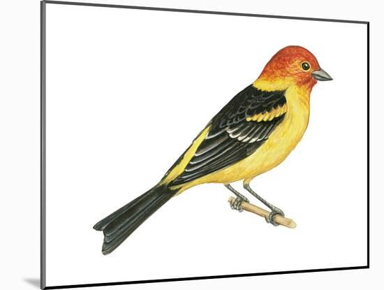 Western Tanager (Piranga Ludoviciana), Birds-Encyclopaedia Britannica-Mounted Art Print