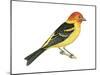 Western Tanager (Piranga Ludoviciana), Birds-Encyclopaedia Britannica-Mounted Art Print