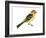 Western Tanager (Piranga Ludoviciana), Birds-Encyclopaedia Britannica-Framed Art Print