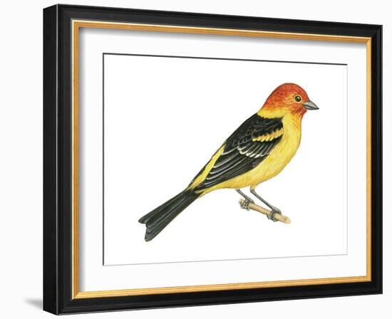 Western Tanager (Piranga Ludoviciana), Birds-Encyclopaedia Britannica-Framed Art Print