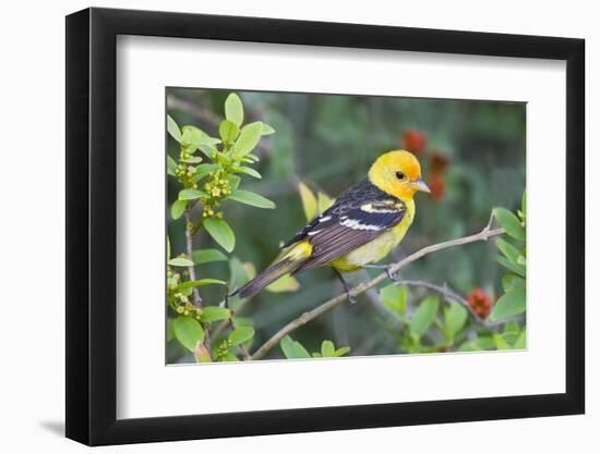 Western Tanager (Piranga Ludoviciana) Male in Spring, Texas, USA-Larry Ditto-Framed Photographic Print