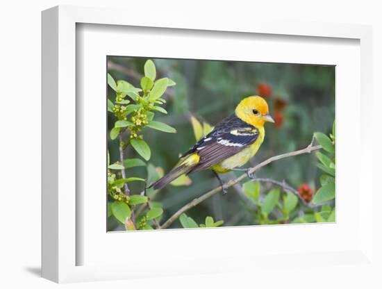 Western Tanager (Piranga Ludoviciana) Male in Spring, Texas, USA-Larry Ditto-Framed Photographic Print