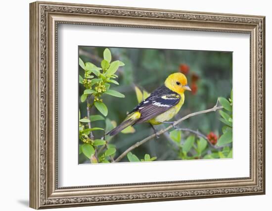 Western Tanager (Piranga ludoviciana) male in spring, Texas, USA.-Larry Ditto-Framed Photographic Print