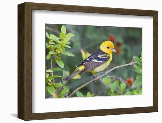 Western Tanager (Piranga ludoviciana) male in spring, Texas, USA.-Larry Ditto-Framed Photographic Print