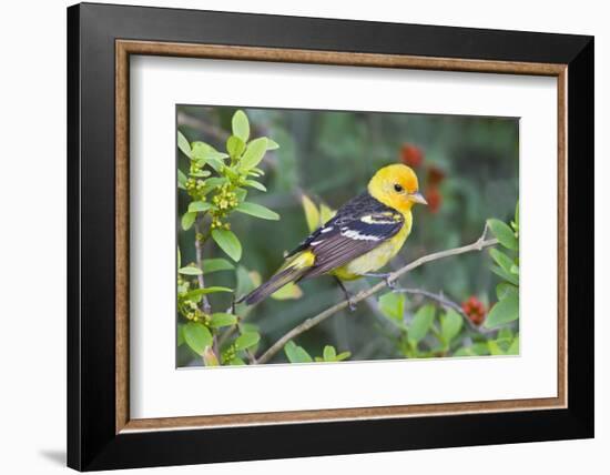 Western Tanager (Piranga ludoviciana) male in spring, Texas, USA.-Larry Ditto-Framed Photographic Print