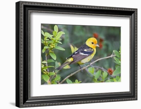 Western Tanager (Piranga ludoviciana) male in spring, Texas, USA.-Larry Ditto-Framed Photographic Print