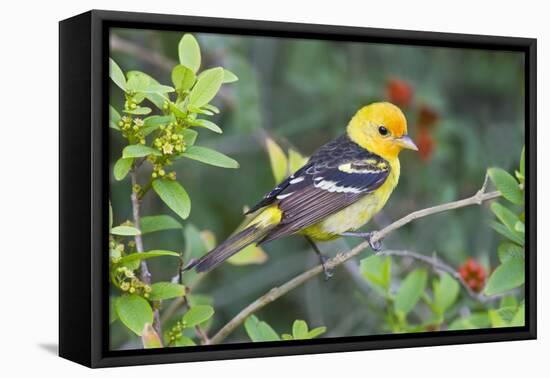 Western Tanager (Piranga ludoviciana) male in spring, Texas, USA.-Larry Ditto-Framed Premier Image Canvas