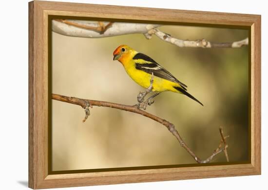 Western Tanager-Joe McDonald-Framed Premier Image Canvas