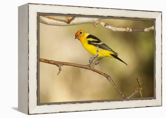 Western Tanager-Joe McDonald-Framed Premier Image Canvas