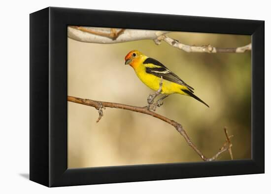 Western Tanager-Joe McDonald-Framed Premier Image Canvas