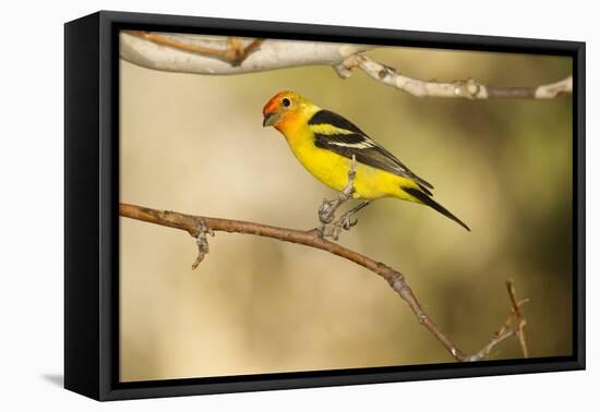 Western Tanager-Joe McDonald-Framed Premier Image Canvas