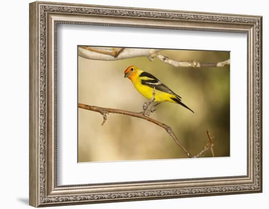 Western Tanager-Joe McDonald-Framed Photographic Print