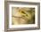 Western Tanager-Joe McDonald-Framed Photographic Print