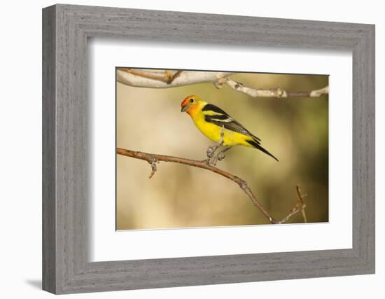 Western Tanager-Joe McDonald-Framed Photographic Print