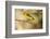 Western Tanager-Joe McDonald-Framed Photographic Print