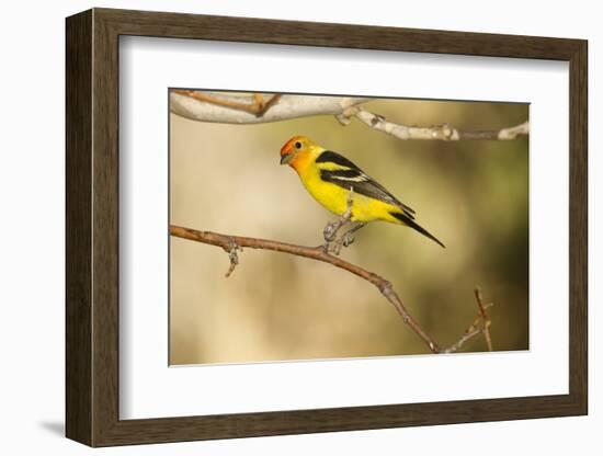 Western Tanager-Joe McDonald-Framed Photographic Print