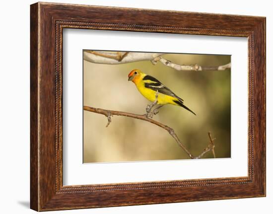 Western Tanager-Joe McDonald-Framed Photographic Print