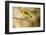 Western Tanager-Joe McDonald-Framed Photographic Print