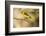 Western Tanager-Joe McDonald-Framed Photographic Print