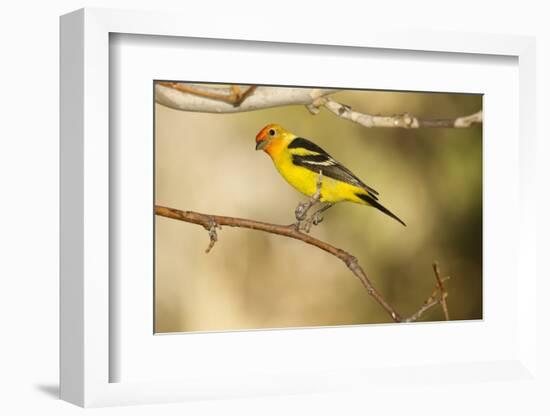 Western Tanager-Joe McDonald-Framed Photographic Print