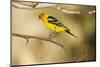 Western Tanager-Joe McDonald-Mounted Photographic Print