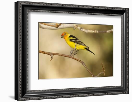 Western Tanager-Joe McDonald-Framed Photographic Print