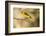 Western Tanager-Joe McDonald-Framed Photographic Print