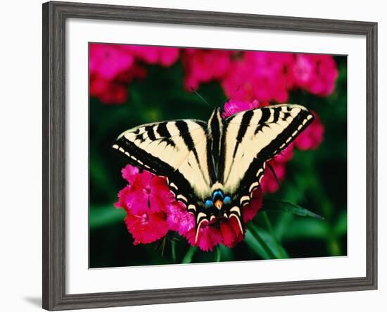 Western Tiger Swallowtail Butterfly-Darrell Gulin-Framed Photographic Print