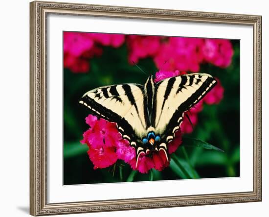 Western Tiger Swallowtail Butterfly-Darrell Gulin-Framed Photographic Print