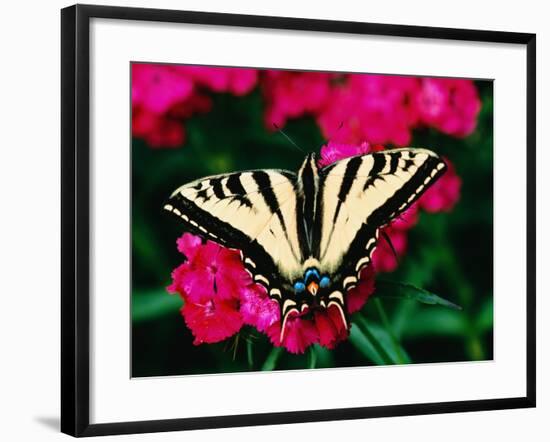 Western Tiger Swallowtail Butterfly-Darrell Gulin-Framed Photographic Print