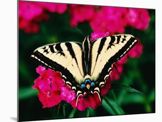 Western Tiger Swallowtail Butterfly-Darrell Gulin-Mounted Photographic Print