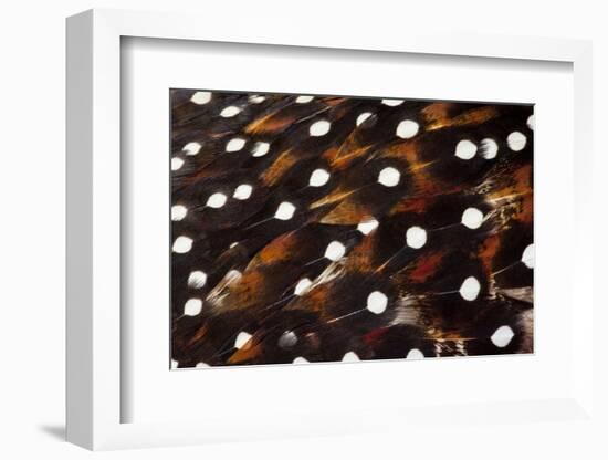 Western Tragopan Feather Design and Pattern-Darrell Gulin-Framed Photographic Print