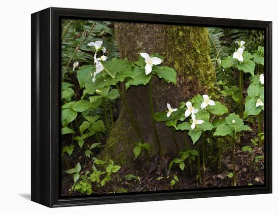 Western Trillium, Grand Forest Bainbridge Island Land Trust Park, Bainbridge Island, Washington USA-Trish Drury-Framed Premier Image Canvas