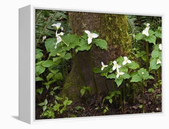 Western Trillium, Grand Forest Bainbridge Island Land Trust Park, Bainbridge Island, Washington USA-Trish Drury-Framed Premier Image Canvas