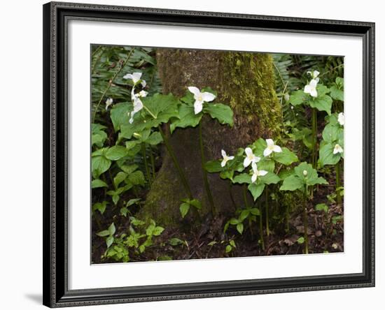 Western Trillium, Grand Forest Bainbridge Island Land Trust Park, Bainbridge Island, Washington USA-Trish Drury-Framed Photographic Print