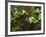 Western Trillium, Grand Forest Bainbridge Island Land Trust Park, Bainbridge Island, Washington USA-Trish Drury-Framed Photographic Print