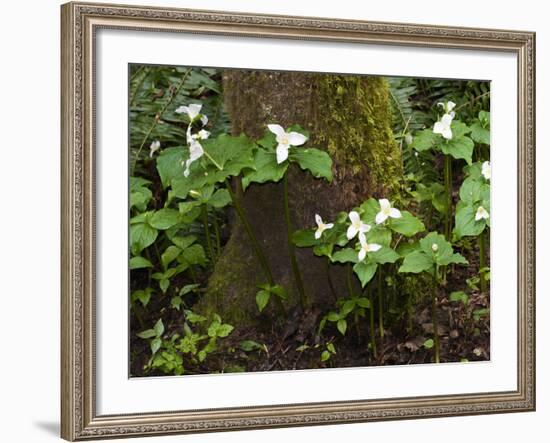 Western Trillium, Grand Forest Bainbridge Island Land Trust Park, Bainbridge Island, Washington USA-Trish Drury-Framed Photographic Print