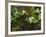 Western Trillium, Grand Forest Bainbridge Island Land Trust Park, Bainbridge Island, Washington USA-Trish Drury-Framed Photographic Print