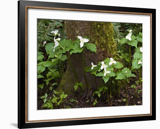 Western Trillium, Grand Forest Bainbridge Island Land Trust Park, Bainbridge Island, Washington USA-Trish Drury-Framed Photographic Print