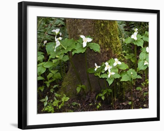 Western Trillium, Grand Forest Bainbridge Island Land Trust Park, Bainbridge Island, Washington USA-Trish Drury-Framed Photographic Print