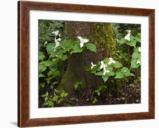 Western Trillium, Grand Forest Bainbridge Island Land Trust Park, Bainbridge Island, Washington USA-Trish Drury-Framed Photographic Print