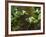 Western Trillium, Grand Forest Bainbridge Island Land Trust Park, Bainbridge Island, Washington USA-Trish Drury-Framed Photographic Print