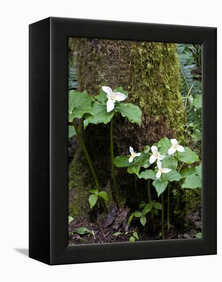 Western Trillium, Grand Forest Bainbridge Island Land Trust Park, Bainbridge Island, Washington USA-Trish Drury-Framed Premier Image Canvas