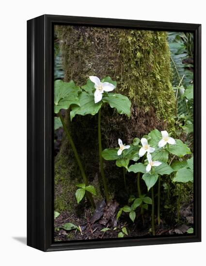 Western Trillium, Grand Forest Bainbridge Island Land Trust Park, Bainbridge Island, Washington USA-Trish Drury-Framed Premier Image Canvas